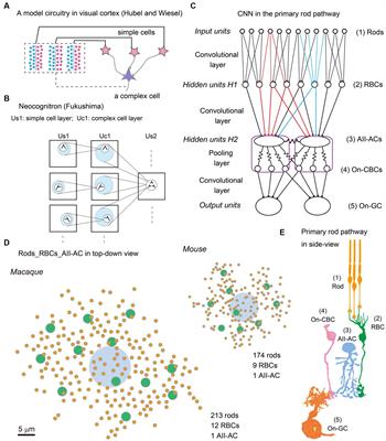 Electrical synapses for a pooling layer of the convolutional neural network in retinas